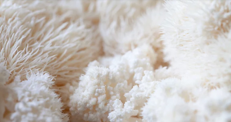 Lions Mane